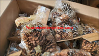 Shopify Auction Lot Of Cinnamon Scented Pine Cones 47 Pcs-587875-361364